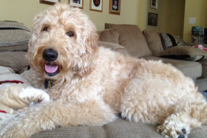 Amos the Goldendoodle!