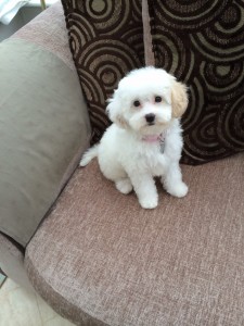 Bailey the Cavapoo!