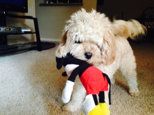 Bambi the Cavapoo!