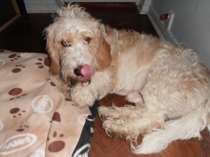 Basset hound poodle store mix for sale