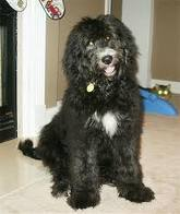 Bernedoodle