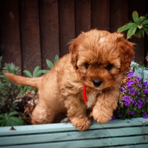 Bertie the Cavapoo!