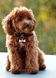 cavalier toy poodle