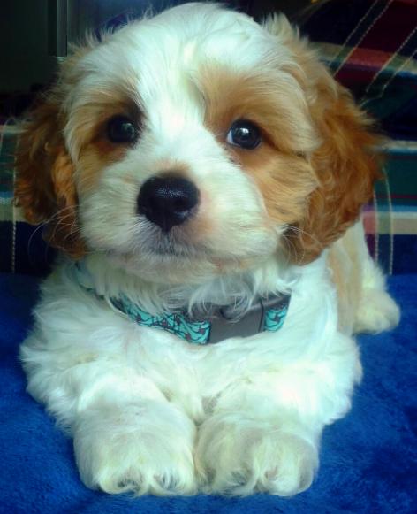 Cavapoo