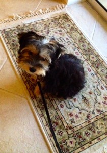 Yorkie Poo