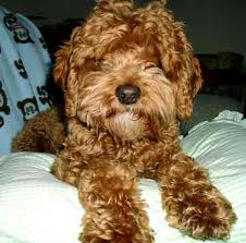 Size: Can vary depending upon the size Poodle that is used to breed ...