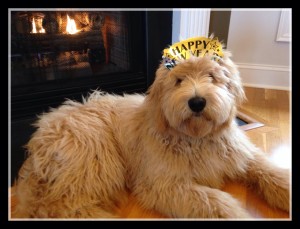 Goldendoodle