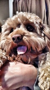 Indy the Cavapoo!