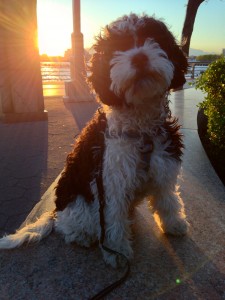 JJ the Cavapoo!