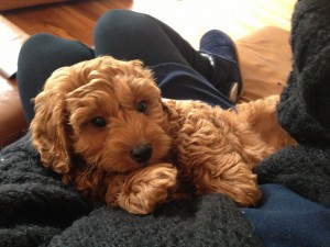 Cavapoo