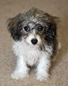 Molly the Cavapoo!