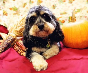 Roscoe the Cavapoo!