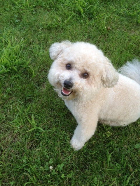 Bich-poo (also Known As Poochon, Bichpoo, Bichon Poodle) 