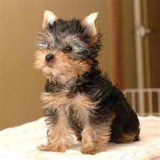 miniature poodle yorkie mix