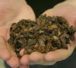 cocoa shell mulch is toxic to dogs