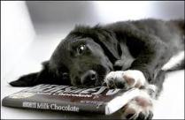 chocolate is toxic to dogs