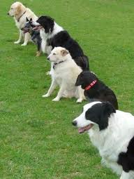 Dog Obedience Class
