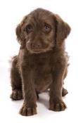 Lab puppy potty training tips