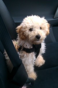 Cavapoo