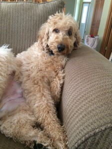 Amos the Goldendoodle