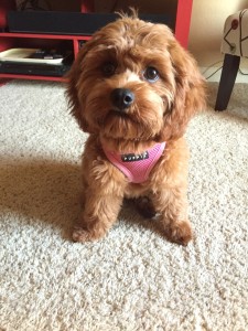 Cavapoo