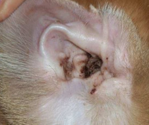ear infection dog dogs symptoms treatment