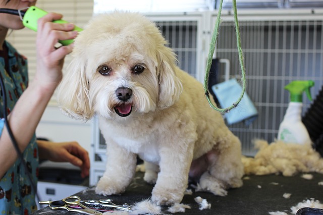 How to choose a dog groomer