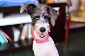 Brazilian Terrier & Poodle mix dog