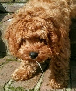 Cavapoo                  