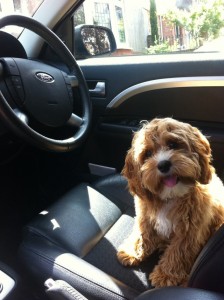 Cavapoo         