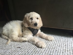 Goldendoodle           
