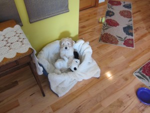 Mini Goldendoodle dog 