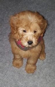 mini Goldendoodle