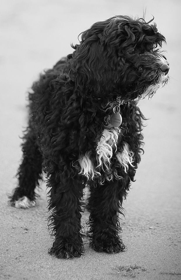 Cavapoo (also known as Cavadoodle or Cavoodle) | Dogs Discovered.com