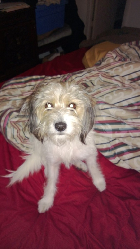 Jack-A-Poo(also known as Jackadoodle, Jack-A-Doodle, Poo-Jack, Poojack ...