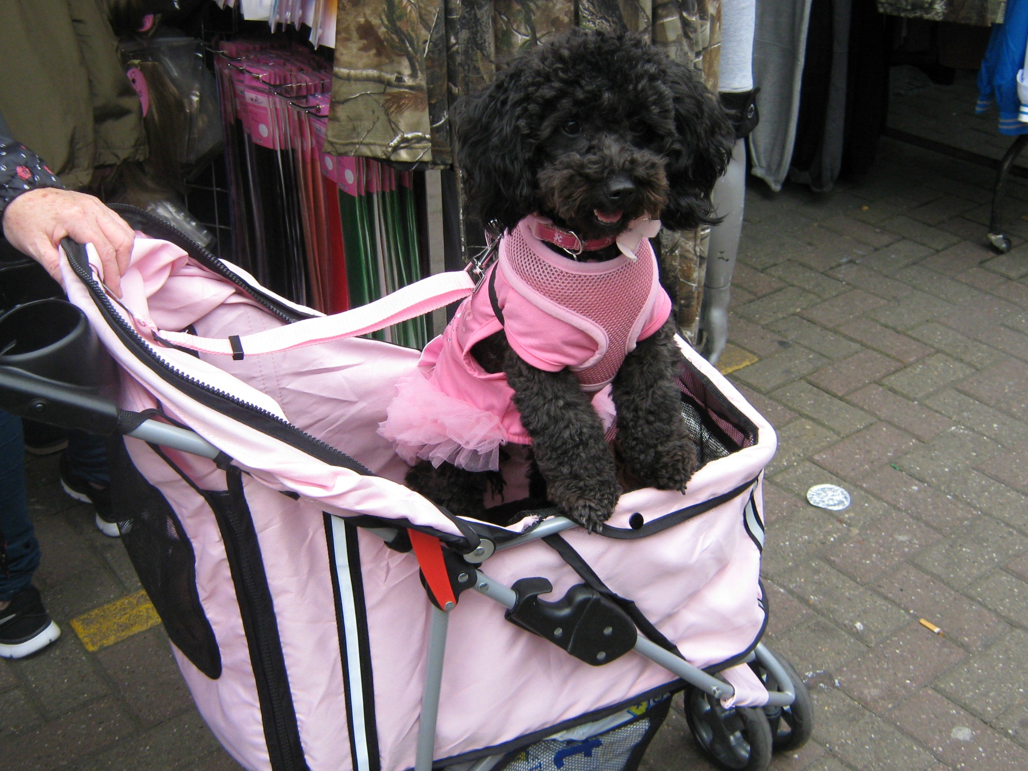 Jack-A-Poo(also known as Jackadoodle, Jack-A-Doodle, Poo-Jack, Poojack ...