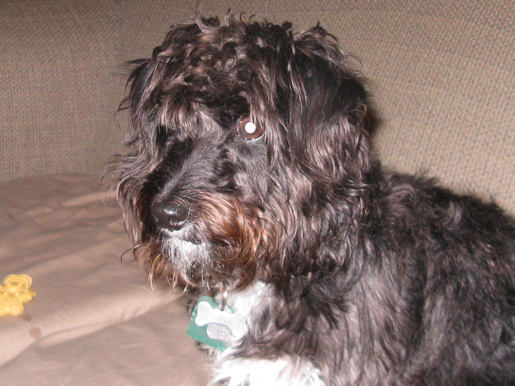 Jack-A-Poo(also known as Jackadoodle, Jack-A-Doodle, Poo-Jack, Poojack ...