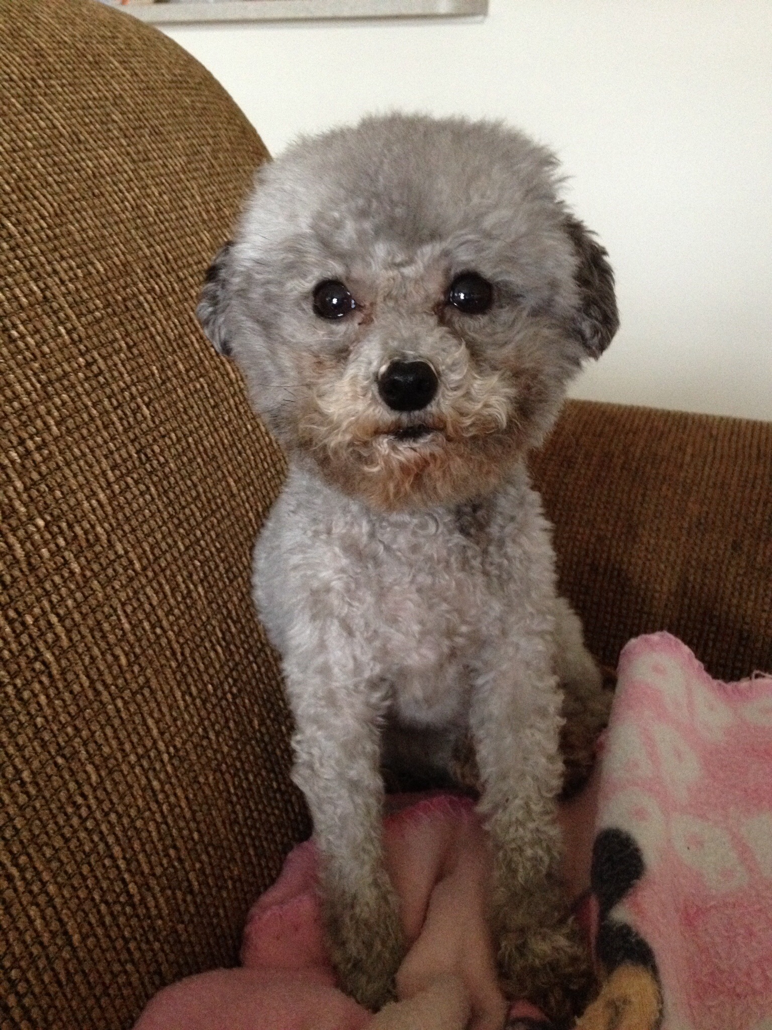 Bich-Poo (also known as Poochon, Bichpoo, Bichon Poodle) | Dogs ...