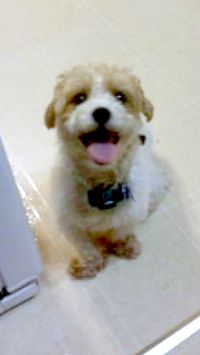 Jack-A-Poo(also known as Jackadoodle, Jack-A-Doodle, Poo-Jack, Poojack ...