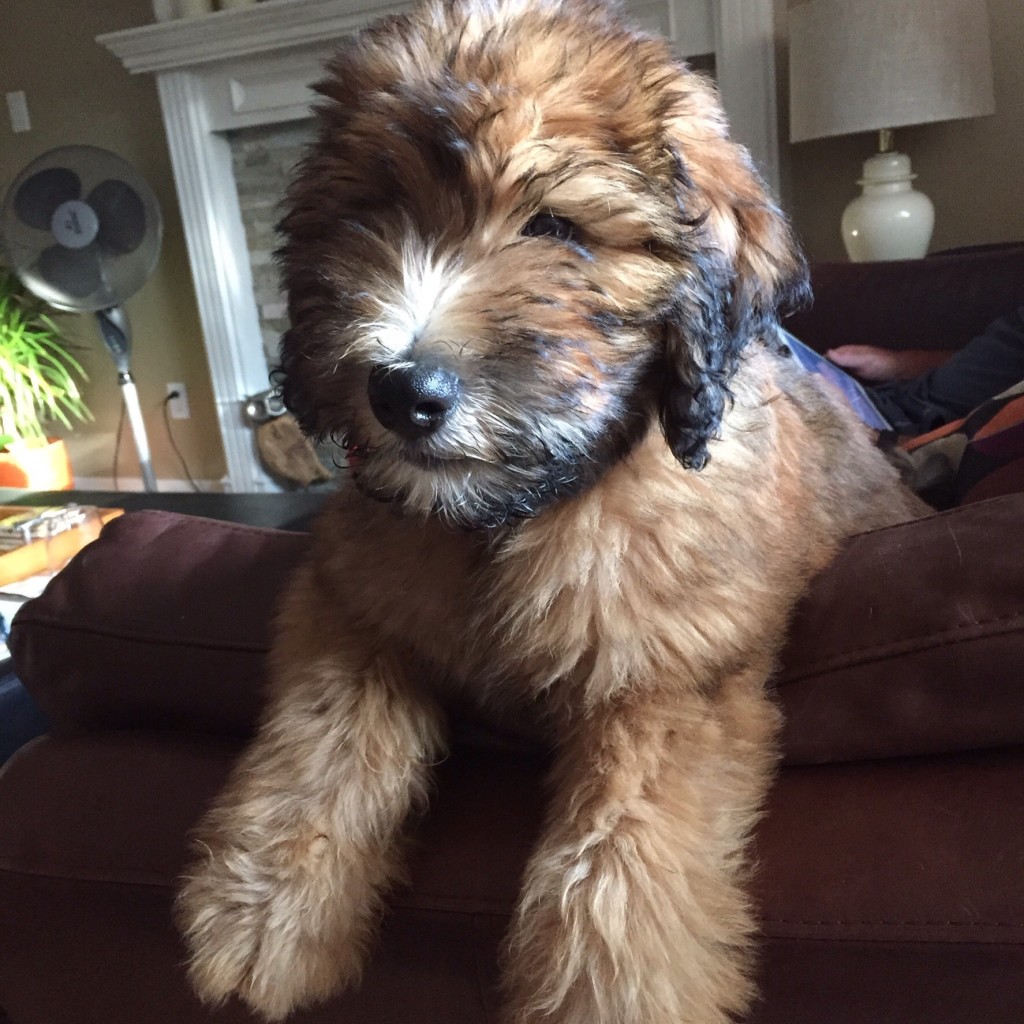 Whoodle Whoodle | Dogs Discovered.com