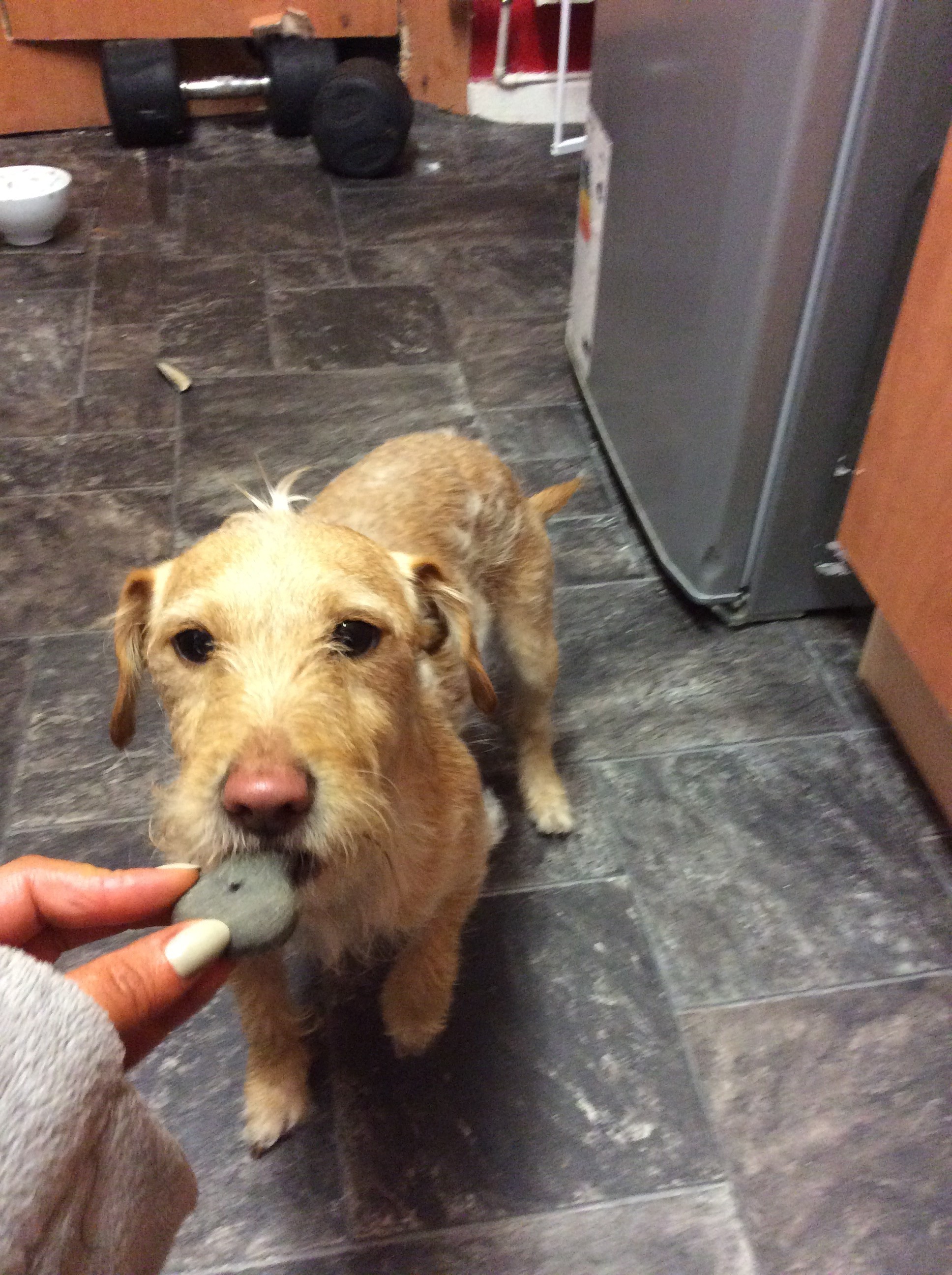 Jack-A-Poo(also known as Jackadoodle, Jack-A-Doodle, Poo-Jack, Poojack ...