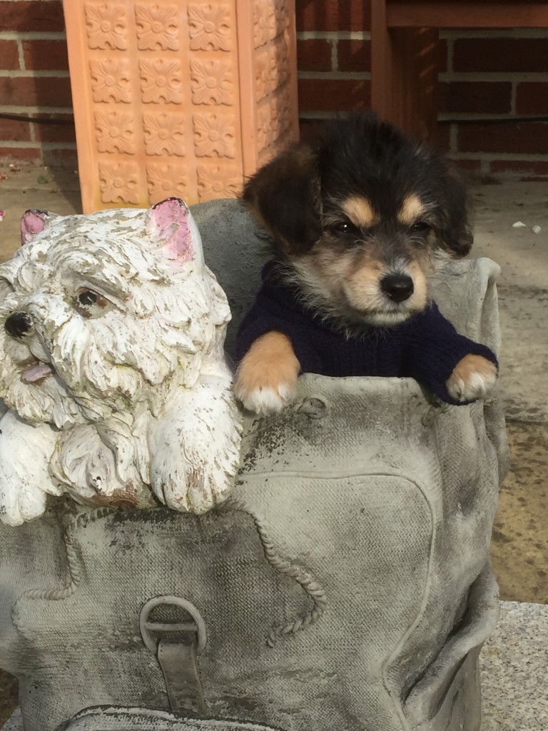 Jack-A-Poo(also known as Jackadoodle, Jack-A-Doodle, Poo-Jack, Poojack ...