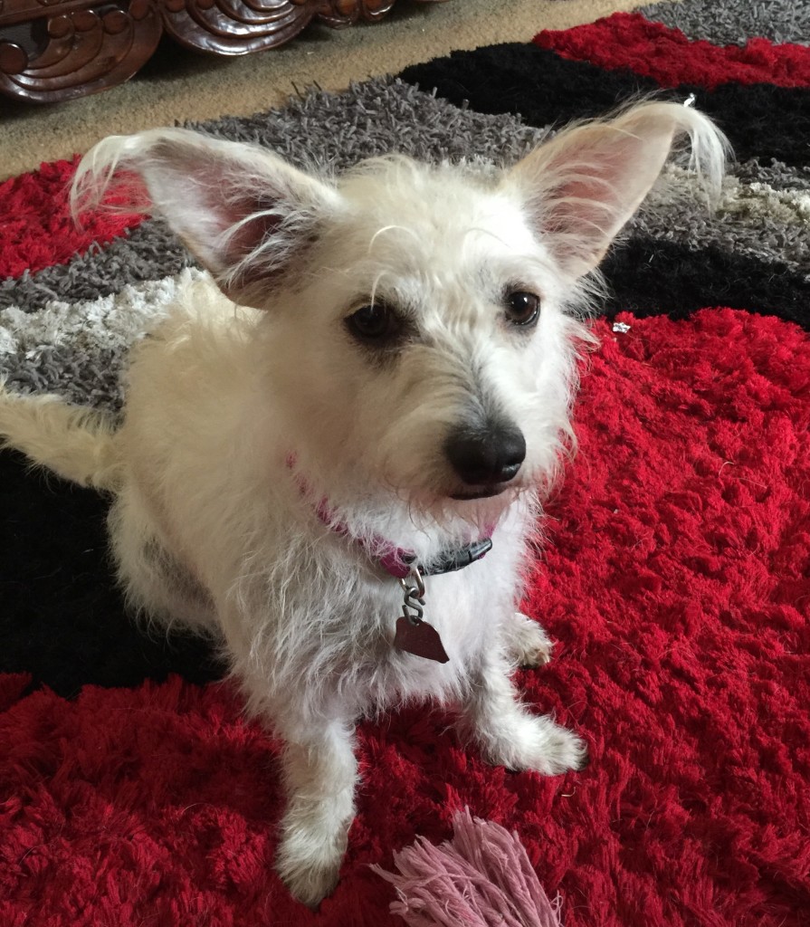 Rattle Dog – All the information you NEED to know about this Poodle mix dog